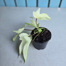 Load image into Gallery viewer, #W27 Philodendron Florida Ghost