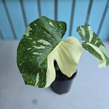 Load image into Gallery viewer, #W9 Monstera Thai Constellation