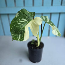 Load image into Gallery viewer, #W9 Monstera Thai Constellation