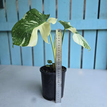 Load image into Gallery viewer, #W9 Monstera Thai Constellation