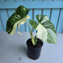 Load image into Gallery viewer, #W9 Monstera Thai Constellation