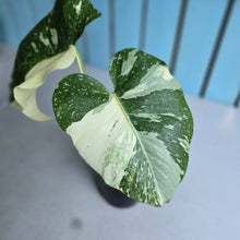 Load image into Gallery viewer, #W9 Monstera Thai Constellation