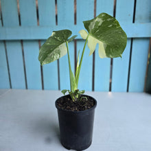 Load image into Gallery viewer, #W9 Monstera Thai Constellation
