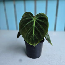 Load image into Gallery viewer, #P57 Philodendron El Choco