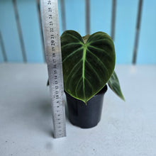 Load image into Gallery viewer, #P57 Philodendron El Choco