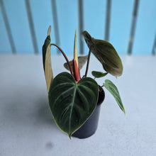 Load image into Gallery viewer, #P57 Philodendron El Choco