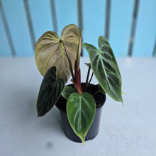 Load image into Gallery viewer, #P57 Philodendron El Choco
