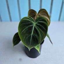 Load image into Gallery viewer, #P57 Philodendron El Choco