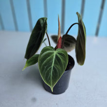 Load image into Gallery viewer, #P57 Philodendron El Choco