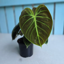 Load image into Gallery viewer, #W62 Philodendron El Choco