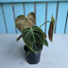 Load image into Gallery viewer, #W62 Philodendron El Choco