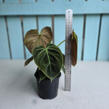 Load image into Gallery viewer, #W62 Philodendron El Choco