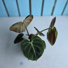 Load image into Gallery viewer, #W62 Philodendron El Choco