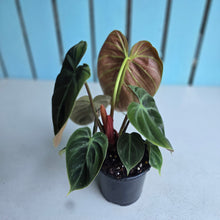 Load image into Gallery viewer, #W62 Philodendron El Choco