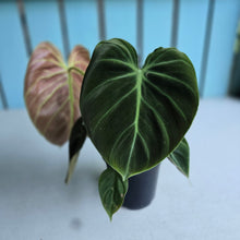 Load image into Gallery viewer, #W62 Philodendron El Choco
