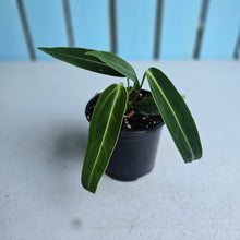 Load image into Gallery viewer, #W35 Anthurium Warocqueanum
