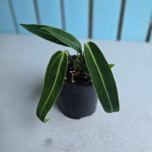Load image into Gallery viewer, #W35 Anthurium Warocqueanum