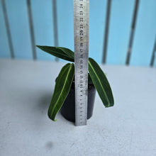 Load image into Gallery viewer, #W35 Anthurium Warocqueanum