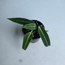 Load image into Gallery viewer, #W35 Anthurium Warocqueanum