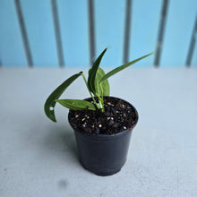 Load image into Gallery viewer, #W35 Anthurium Warocqueanum