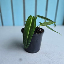Load image into Gallery viewer, #W18 Anthurium Warocqueanum