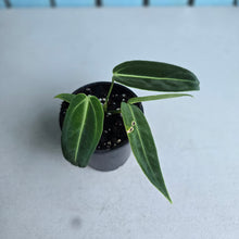 Load image into Gallery viewer, #W18 Anthurium Warocqueanum