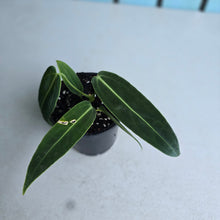 Load image into Gallery viewer, #W18 Anthurium Warocqueanum