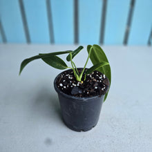 Load image into Gallery viewer, #W18 Anthurium Warocqueanum