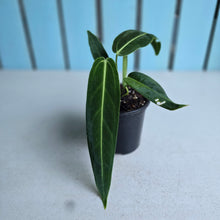 Load image into Gallery viewer, #W5 Anthurium Warocqueanum