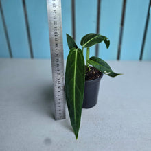 Load image into Gallery viewer, #W5 Anthurium Warocqueanum