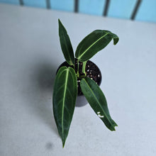 Load image into Gallery viewer, #W5 Anthurium Warocqueanum