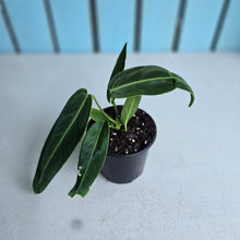 Load image into Gallery viewer, #W5 Anthurium Warocqueanum