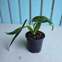 Load image into Gallery viewer, #W5 Anthurium Warocqueanum