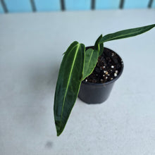 Load image into Gallery viewer, #W12 Anthurium Warocqueanum
