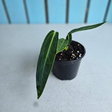 Load image into Gallery viewer, #W12 Anthurium Warocqueanum