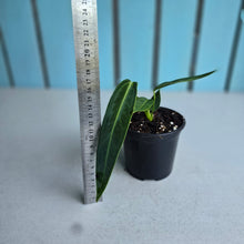 Load image into Gallery viewer, #W12 Anthurium Warocqueanum