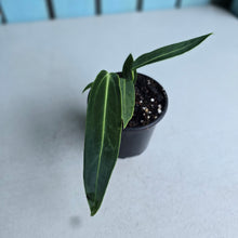 Load image into Gallery viewer, #W12 Anthurium Warocqueanum