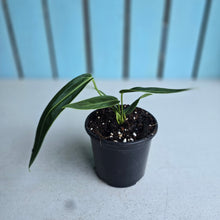Load image into Gallery viewer, #W12 Anthurium Warocqueanum
