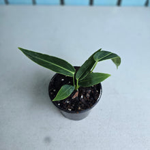 Load image into Gallery viewer, #W12 Anthurium Warocqueanum