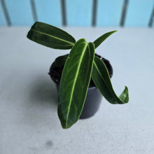 Load image into Gallery viewer, #W45 Anthurium Warocqueanum