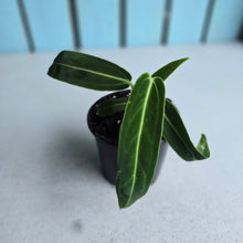 Load image into Gallery viewer, #W45 Anthurium Warocqueanum