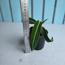 Load image into Gallery viewer, #W45 Anthurium Warocqueanum