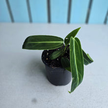 Load image into Gallery viewer, #W45 Anthurium Warocqueanum