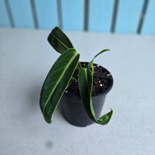 Load image into Gallery viewer, #W45 Anthurium Warocqueanum