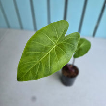 Load image into Gallery viewer, #W46 Alocasia Imperial Red