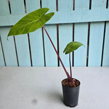 Load image into Gallery viewer, #W46 Alocasia Imperial Red