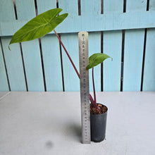 Load image into Gallery viewer, #W46 Alocasia Imperial Red