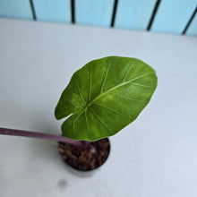 Load image into Gallery viewer, #W46 Alocasia Imperial Red