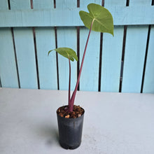 Load image into Gallery viewer, #W46 Alocasia Imperial Red