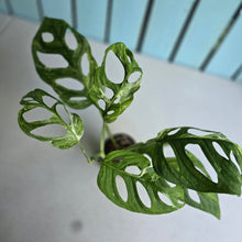 Load image into Gallery viewer, #W39 Monstera Adansonii Indonesian Marble